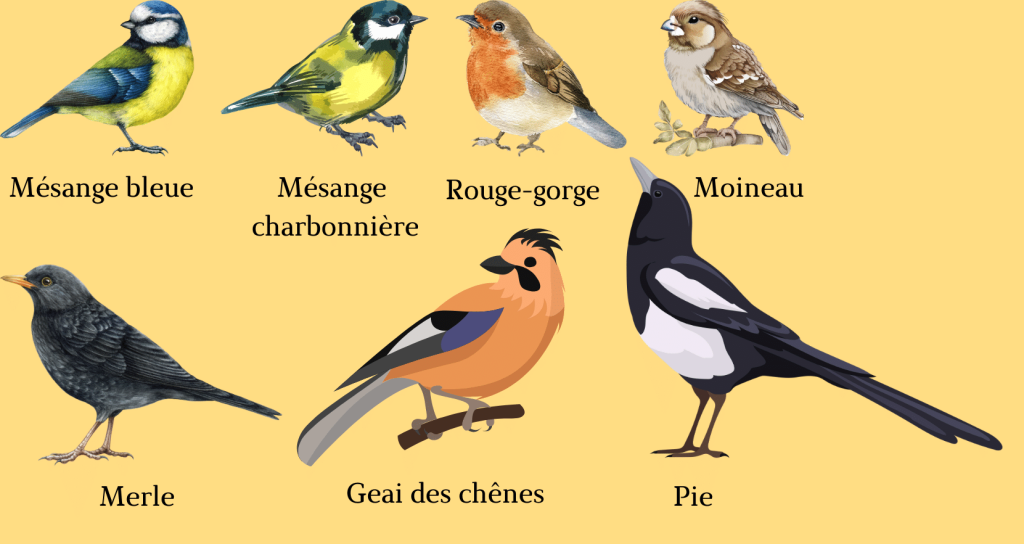 Reconnaitre les oiseaux du jardin
Mésange bleue, mésange charbonière, Rouge gorge, Moineau, merle, geai des chênes et Pie